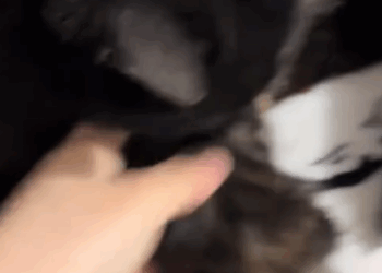 T1307027 New Beginning for an Abandoned Kitten helpless kitten abando part2