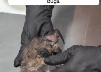 T1307003 I saved a dying kitten s life it s like a total miracle catsoftiktok part2