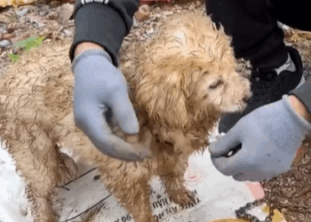 T0307010 Rescue a puppy rescue rescuedog animals puppy animalsoftiktok part2