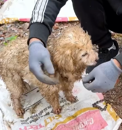 T0307010 Rescue a puppy rescue rescuedog animals puppy animalsoftiktok part2