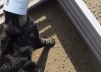 T0907011 Hope came with a leash part2