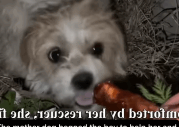 T1307019 Luckily for the mother and children the man helped them and gave the part2