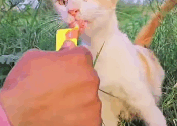 T0307007 Rescue family of cats rescue animals animalsoftiktok fyp rescu part2