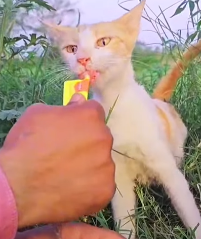 T0307007 Rescue family of cats rescue animals animalsoftiktok fyp rescu part2