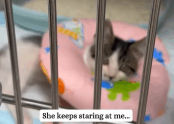 T1307002 I rescued a kitten that fell from up high part2