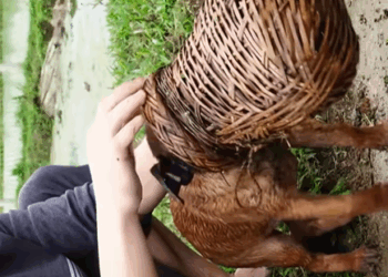 T0307044 Rescue dog rescue rescuedog rescueanimal part2