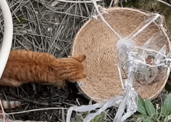 T0907001 One touch changed everything part2