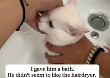 T1307001 Oh my gosh just rescued kitten that was stuck inside my car engin part2