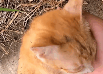 T0307013 Rescue family of cats rescue animals animalsoftiktok cat rescu part2