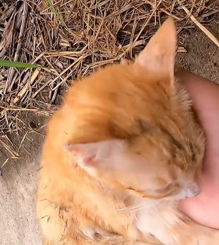 T0307013 Rescue family of cats rescue animals animalsoftiktok cat rescu part2