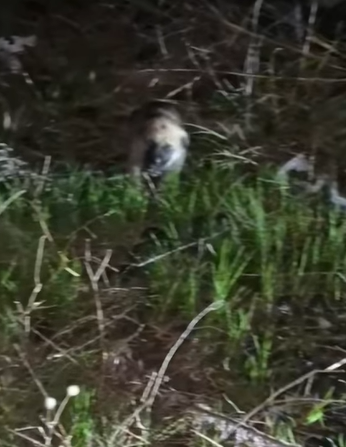 T0907021 One rescue part2