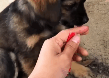 T1307008 OMG Thank the girl rescued the puppy part2