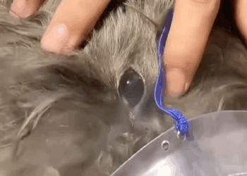 T0307016 They can’t speak for themselves part2