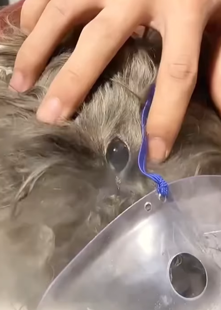 T0307016 They can’t speak for themselves part2