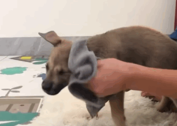 T1307012 Rescue baby dog rescue rescuedog rescueanim part2