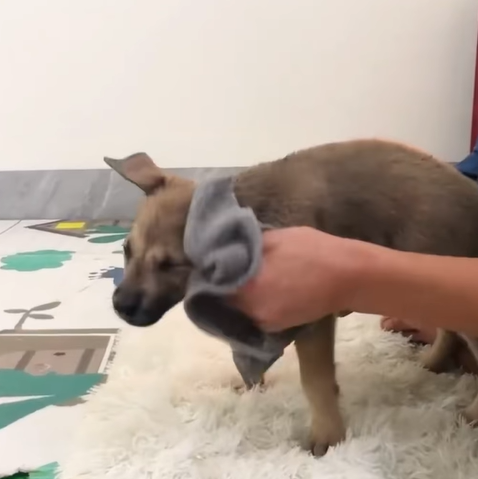 T1307012 Rescue baby dog rescue rescuedog rescueanim part2