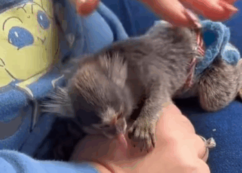 T0307019 A family adopted a marmoset grew up in the house marmoset marmoset part2