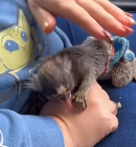 T0307019 A family adopted a marmoset grew up in the house marmoset marmoset part2