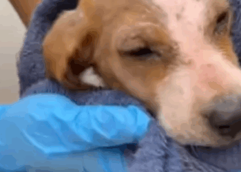 T0907022 I rescued a little dog abandoned in the countryside part2