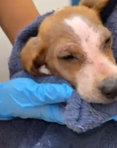 T0907022 I rescued a little dog abandoned in the countryside part2