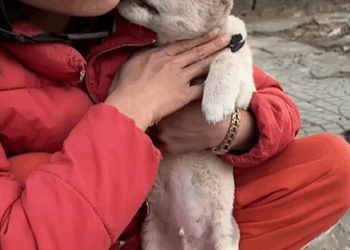 T0307014 Rescue puppy rescue rescuedog animals puppy animalsoftiktok part2