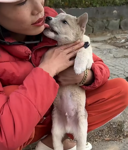 T0307014 Rescue puppy rescue rescuedog animals puppy animalsoftiktok part2