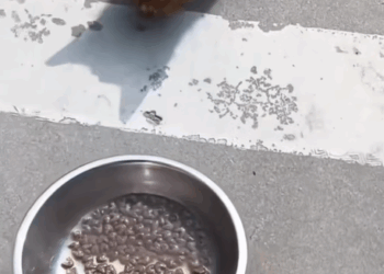 T0907010 He found home part2