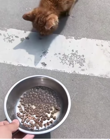 T0907010 He found home part2