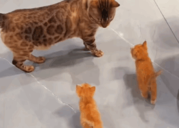 T1307004 I found two newly born kittens part2