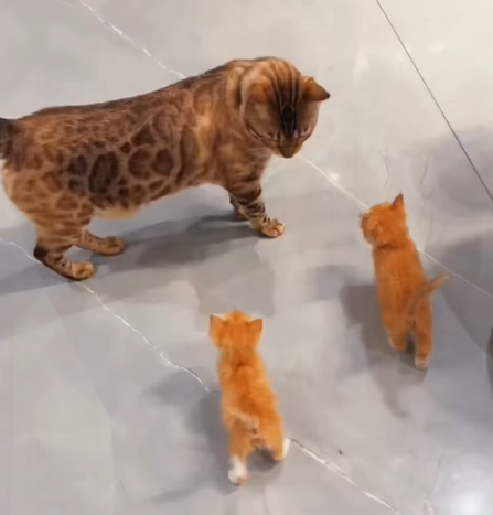 T1307004 I found two newly born kittens part2