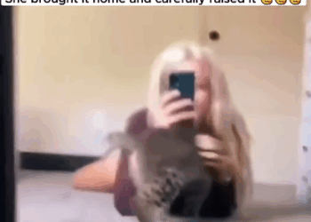 T0307022 The girl was walking and saw a baby bobcat bobcat babybobcat bobca part2