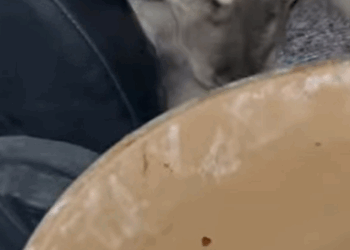 T0907025 Lost, but not forever part2