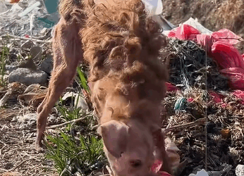 T1307030 Rescue abandoned Teddy dog part2