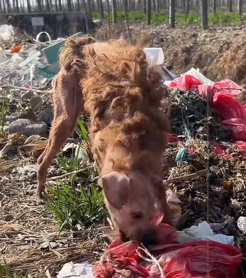 T1307030 Rescue abandoned Teddy dog part2