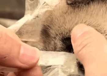 T0307020 Every paw deserves a second chance part2