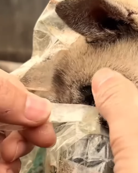 T0307020 Every paw deserves a second chance part2