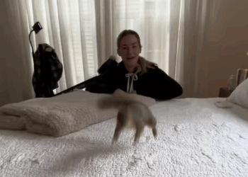 T1307005 My dog saved a little guy that was almost drowning part2