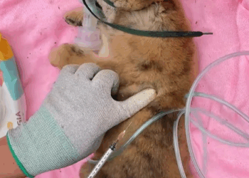 T0307011 Rescue a puppy rescue rescuedog puppy animals animalsoftiktok fyp part2