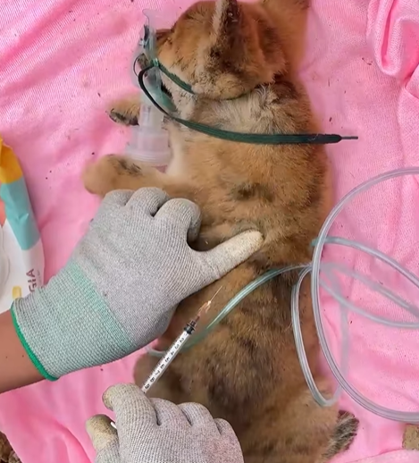 T0307011 Rescue a puppy rescue rescuedog puppy animals animalsoftiktok fyp part2