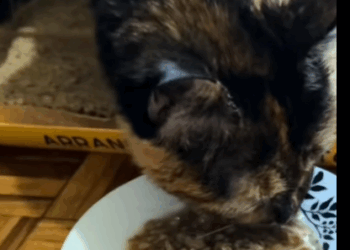 T0907017 I rescue a cat abandoned on the ground that is not well part2