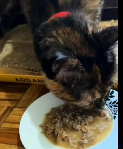 T0907017 I rescue a cat abandoned on the ground that is not well part2