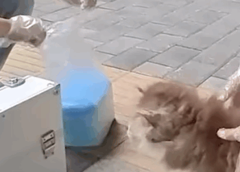 T1307029 Rescue an injured puppy part2