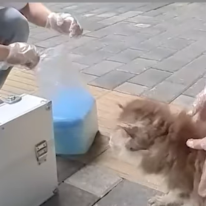 T1307029 Rescue an injured puppy part2