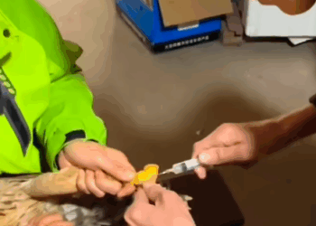 T0307024 The poor bird on the street was fortunately helped and adopted by a part2