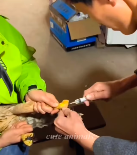 T0307024 The poor bird on the street was fortunately helped and adopted by a part2