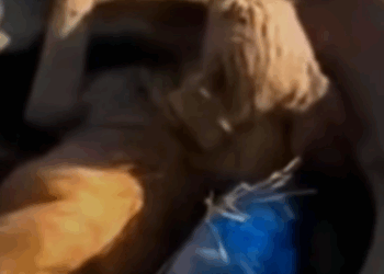 T0907019 I rescued an abandoned dog in the garbage who is not well part2