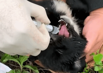 T0307015 Rescue dogs rescue rescuedog animals animalsoftiktok dog dogsof part2