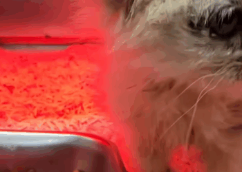 T0907003 Left behind, now loved part2