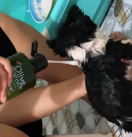 T1307013 Rescue a puppy rescue rescueanimals rescuedog part2