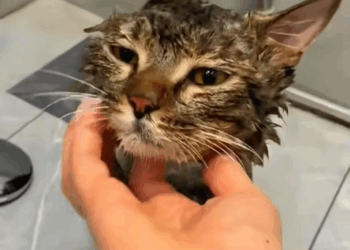 T0307038 family rescued cat from the side of the road and then cuteanimal part2